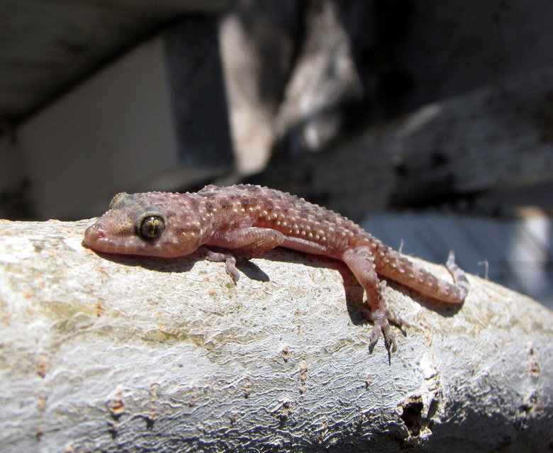 Gecko comp. Most gecko species can lose their tails in defense, a process called autotomy. Many species are well known for their specialized toe pads that enabl