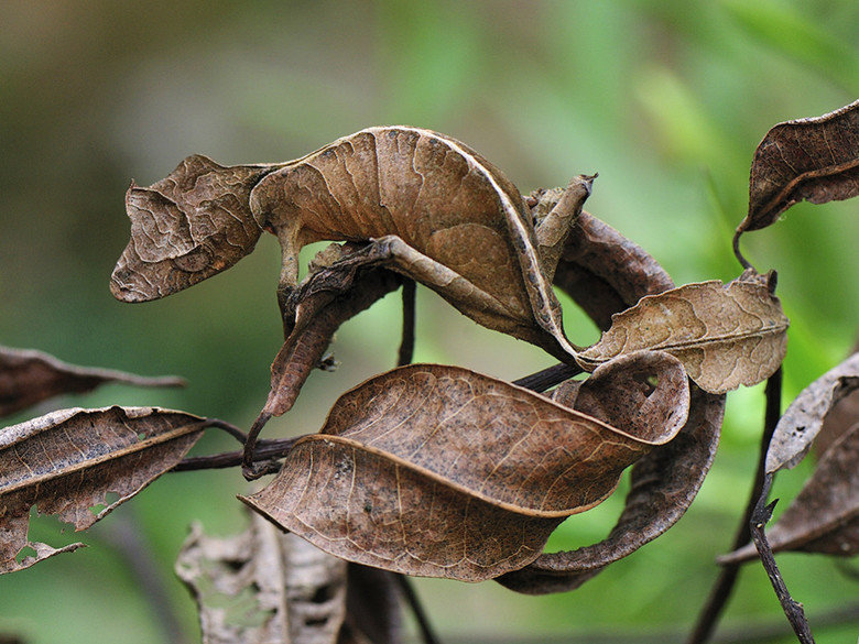 Gecko comp. Most gecko species can lose their tails in defense, a process called autotomy. Many species are well known for their specialized toe pads that enabl