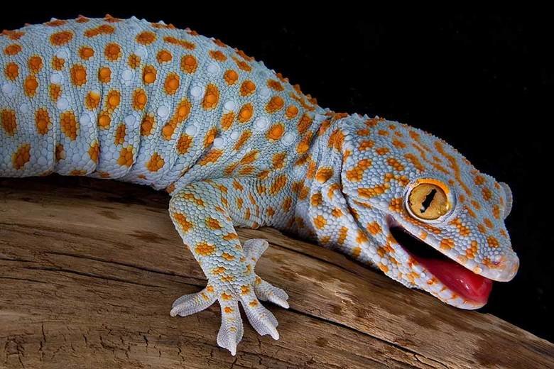 Gecko comp. Most gecko species can lose their tails in defense, a process called autotomy. Many species are well known for their specialized toe pads that enabl