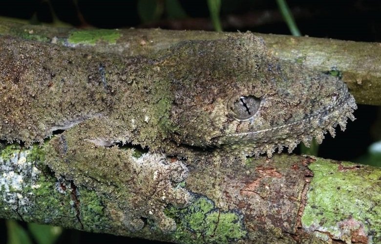 Gecko comp. Most gecko species can lose their tails in defense, a process called autotomy. Many species are well known for their specialized toe pads that enabl