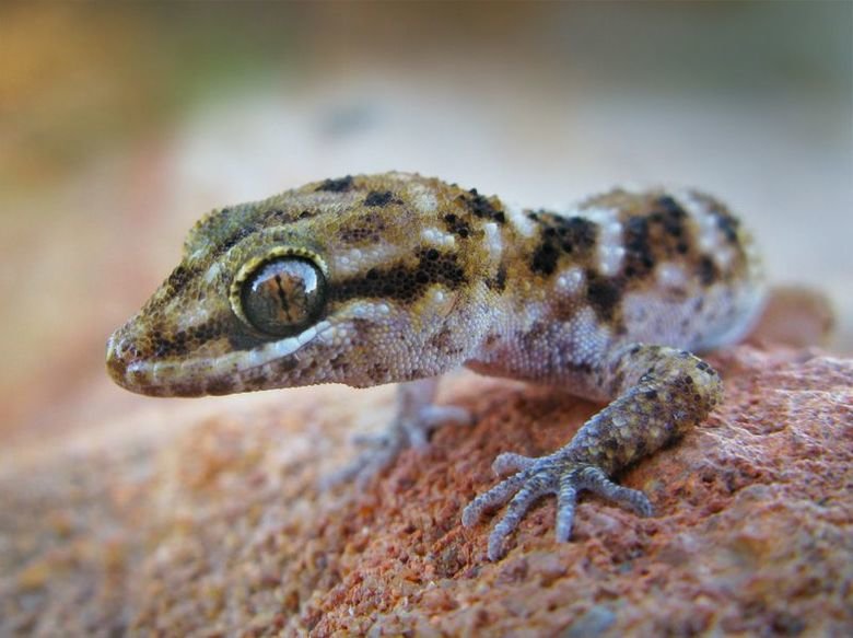 Gecko comp. Most gecko species can lose their tails in defense, a process called autotomy. Many species are well known for their specialized toe pads that enabl