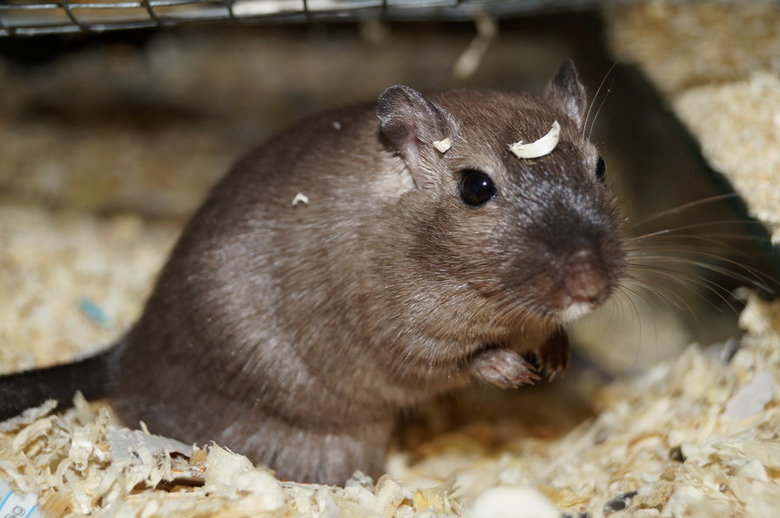 Gerbil comp. Gerbils are about the same size as a small hamster. They weigh between 2 to 4 ounces and are about 4 1/2 inches long. The tail is as long as a gerb