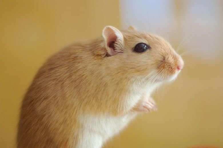 Gerbil comp. Gerbils are about the same size as a small hamster. They weigh between 2 to 4 ounces and are about 4 1/2 inches long. The tail is as long as a gerb