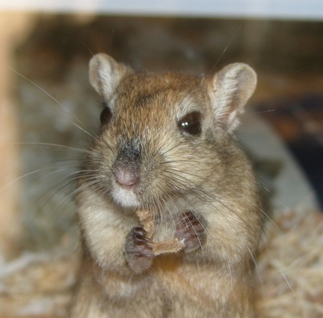 Gerbil comp. Gerbils are about the same size as a small hamster. They weigh between 2 to 4 ounces and are about 4 1/2 inches long. The tail is as long as a gerb