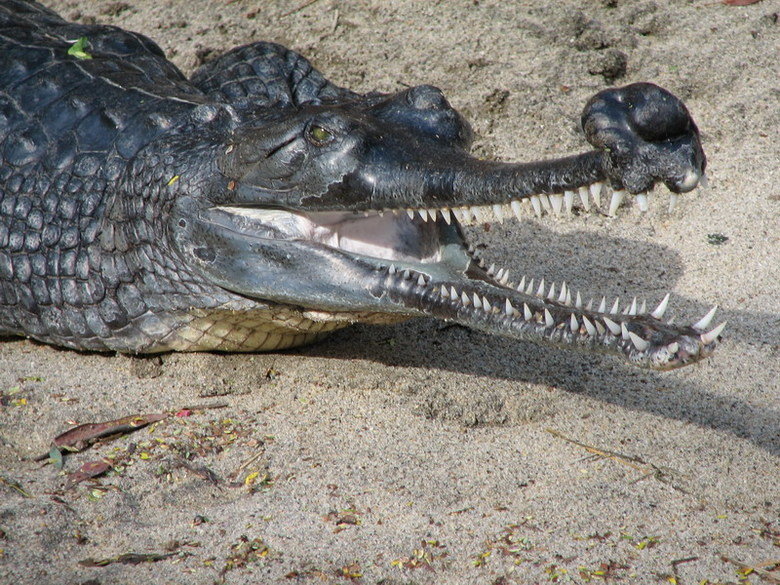 Gharial comp. .. This comp is dedicated to user icameforthewut