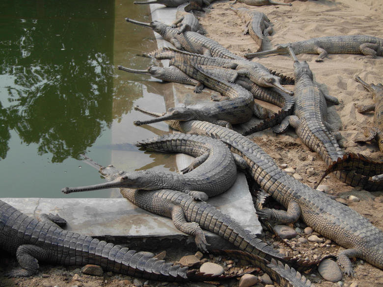 Gharial comp. The gharial is poorly equipped for locomotion on land. Its leg musculature is not suited to raise the body off the ground or to produce the "