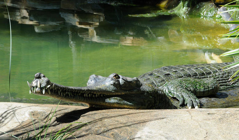 Gharial comp. The gharial is poorly equipped for locomotion on land. Its leg musculature is not suited to raise the body off the ground or to produce the "