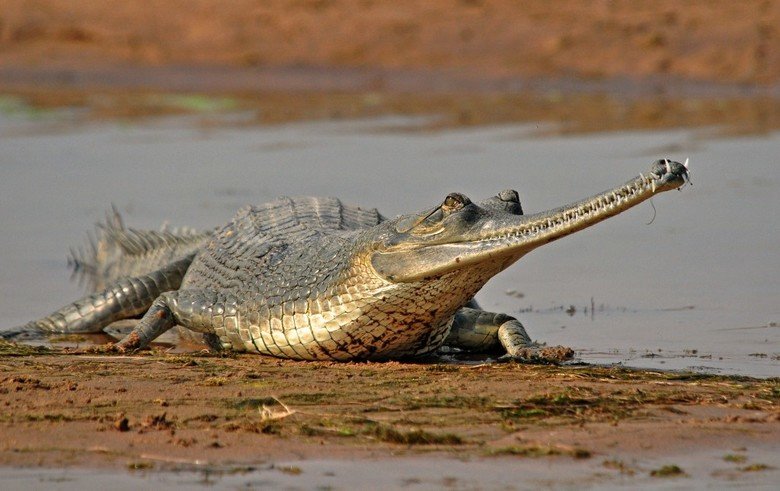 Gharial comp. The gharial is poorly equipped for locomotion on land. Its leg musculature is not suited to raise the body off the ground or to produce the "