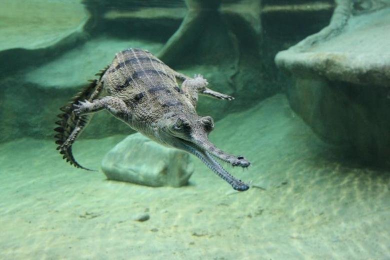 Gharial comp. The gharial is poorly equipped for locomotion on land. Its leg musculature is not suited to raise the body off the ground or to produce the "