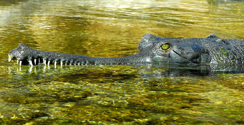 Gharial comp. The gharial is poorly equipped for locomotion on land. Its leg musculature is not suited to raise the body off the ground or to produce the "