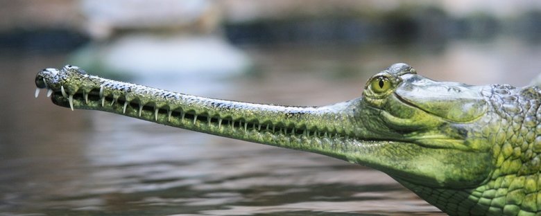 Gharial comp. The gharial is poorly equipped for locomotion on land. Its leg musculature is not suited to raise the body off the ground or to produce the "