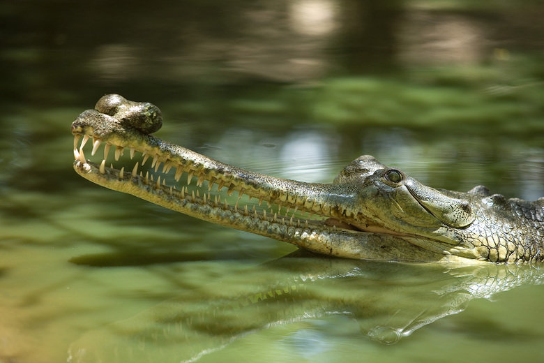 Gharial comp. .. This comp is dedicated to user icameforthewut