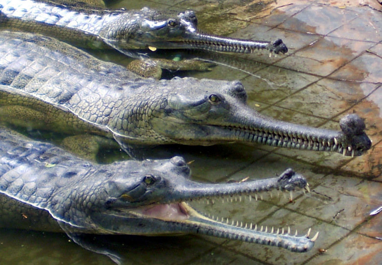 Gharial comp. .. This comp is dedicated to user icameforthewut