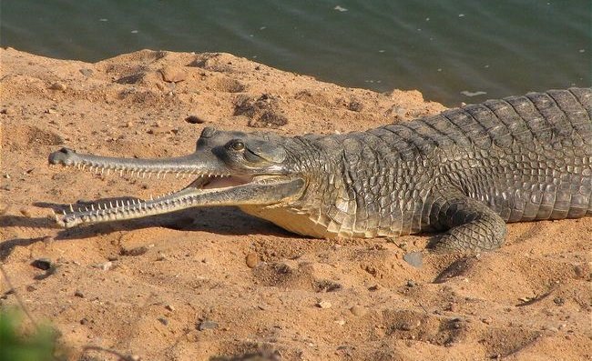 Gharial comp. .. This comp is dedicated to user icameforthewut