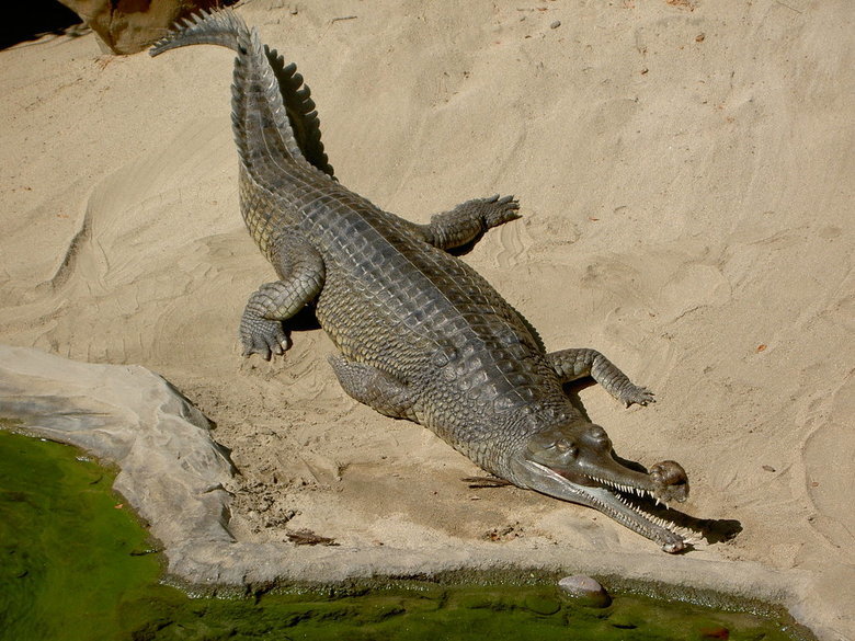 Gharial comp. .. This comp is dedicated to user icameforthewut