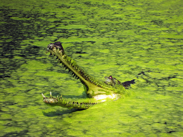 Gharial comp. .. This comp is dedicated to user icameforthewut