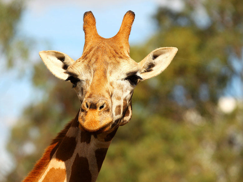 Giraffe comp. Giraffes use their height to good advantage and browse on leaves and buds in treetops that few other animals can reach (acacias are a favorite). E