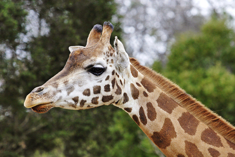Giraffe comp. Giraffes use their height to good advantage and browse on leaves and buds in treetops that few other animals can reach (acacias are a favorite). E