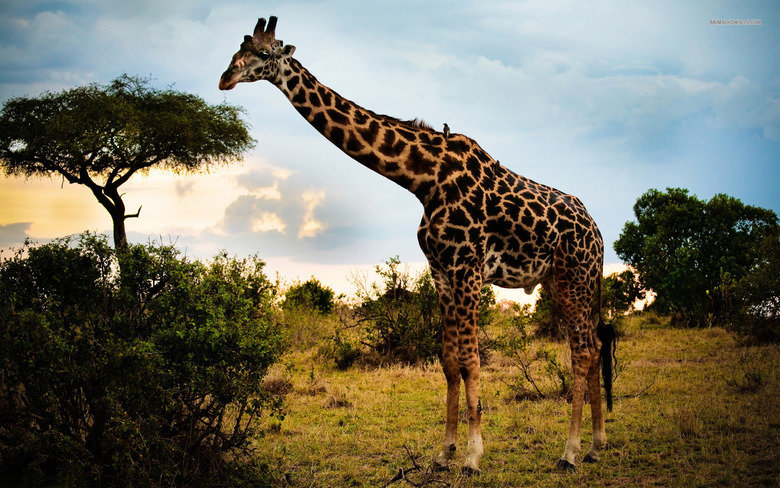 Giraffe comp. Giraffes use their height to good advantage and browse on leaves and buds in treetops that few other animals can reach (acacias are a favorite). E
