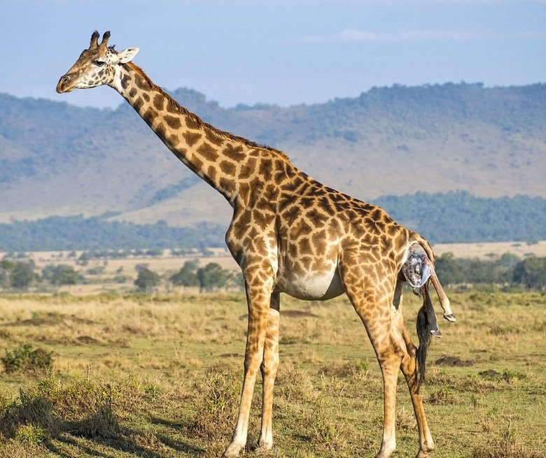 Giraffe comp. Giraffes use their height to good advantage and browse on leaves and buds in treetops that few other animals can reach (acacias are a favorite). E