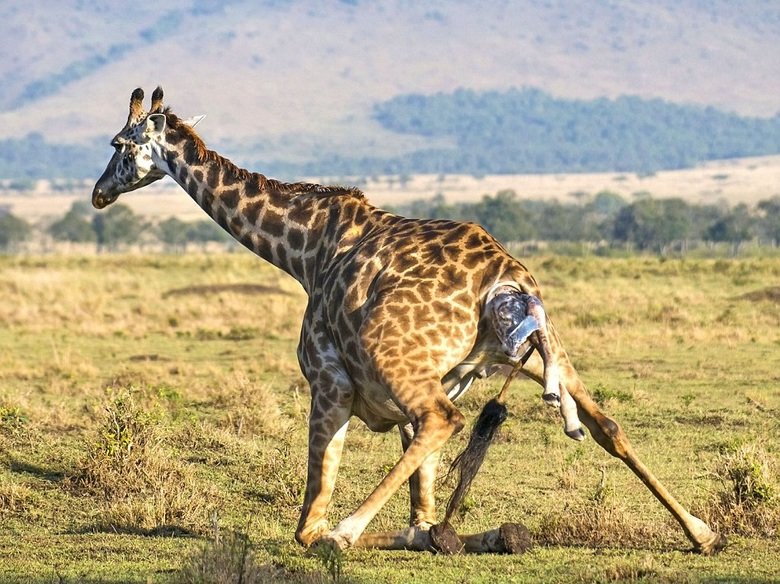 Giraffe comp. Giraffes use their height to good advantage and browse on leaves and buds in treetops that few other animals can reach (acacias are a favorite). E