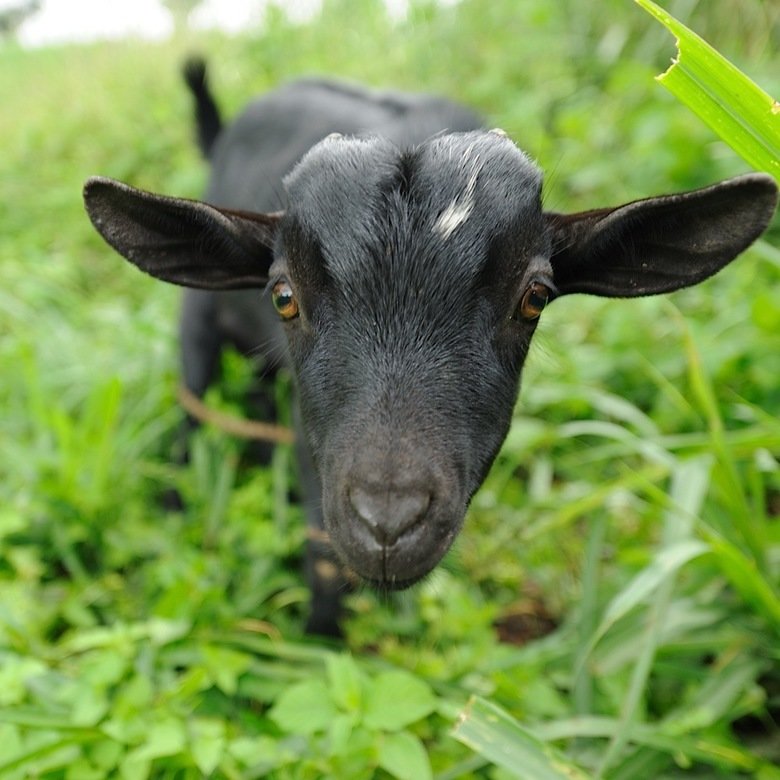 Goat comp. Counter to the dominant stereotype about goats being willing to eat anything, they are actually very picky eaters. They have very sensitive lips, whi