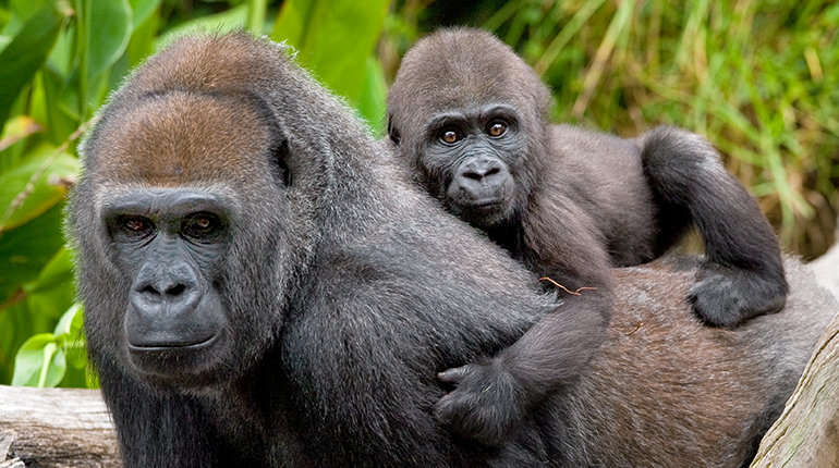 Gorilla comp. Gorillas are ground-dwelling and live in groups of 6-12 with the oldest and largest silverback leading a family of females, their young and younge