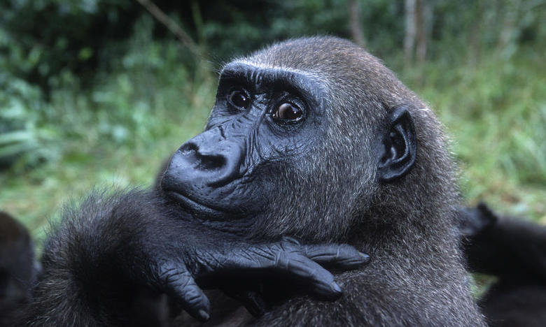 Gorilla comp. Gorillas are ground-dwelling and live in groups of 6-12 with the oldest and largest silverback leading a family of females, their young and younge