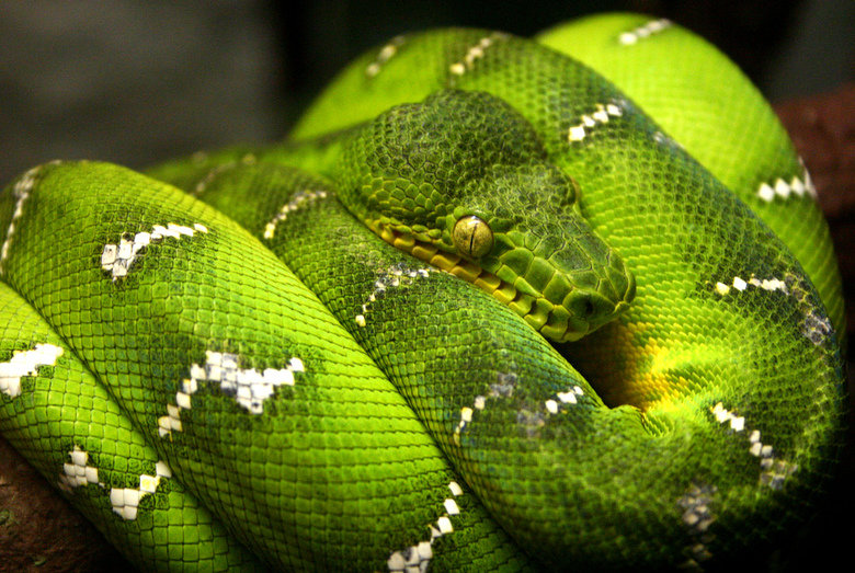 Green things comp. .. I don't know why this exists, but I like it.