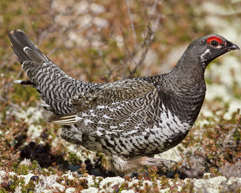 Grouse comp. The grouse is a heavily-built bird that is found in the cold, forested areas of the Northern Hemisphere. The grouse is most closely related to othe