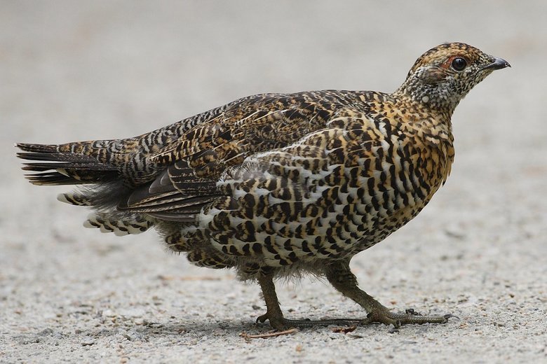 Grouse comp. The grouse is a heavily-built bird that is found in the cold, forested areas of the Northern Hemisphere. The grouse is most closely related to othe
