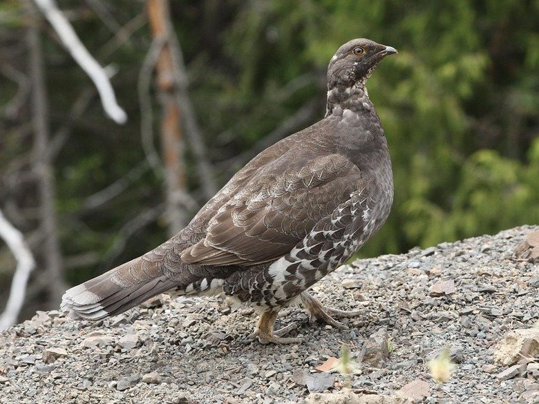 Grouse comp. The grouse is a heavily-built bird that is found in the cold, forested areas of the Northern Hemisphere. The grouse is most closely related to othe