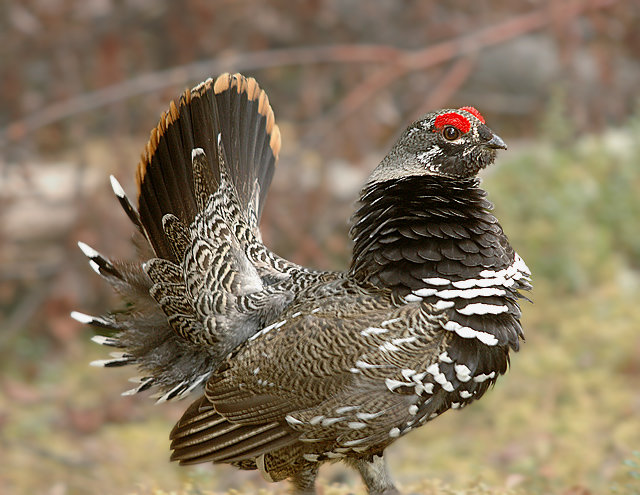Grouse comp. The grouse is a heavily-built bird that is found in the cold, forested areas of the Northern Hemisphere. The grouse is most closely related to othe