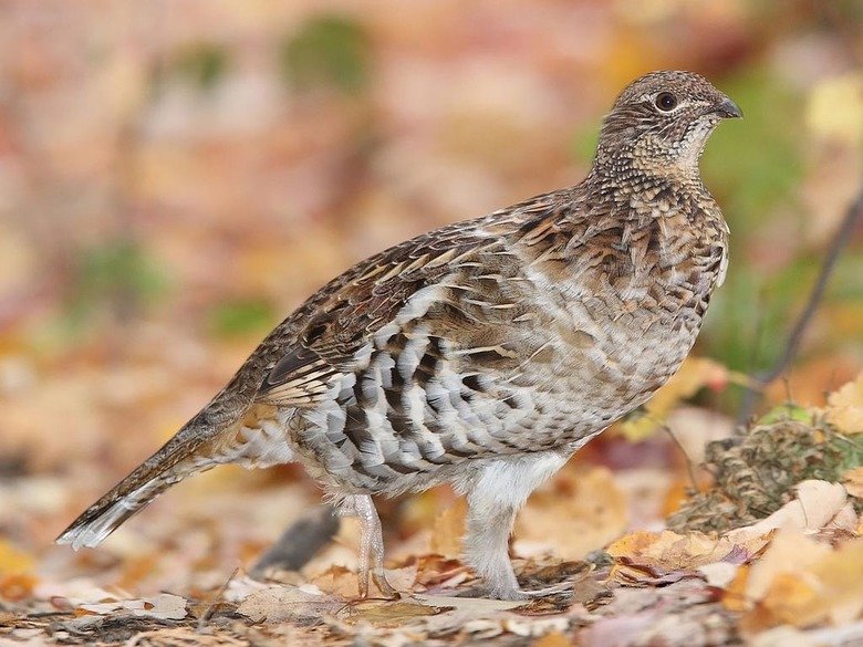 Grouse comp. The grouse is a heavily-built bird that is found in the cold, forested areas of the Northern Hemisphere. The grouse is most closely related to othe