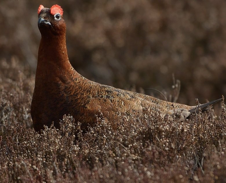 Grouse comp. The grouse is a heavily-built bird that is found in the cold, forested areas of the Northern Hemisphere. The grouse is most closely related to othe