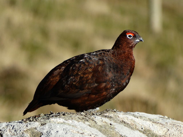 Grouse comp. The grouse is a heavily-built bird that is found in the cold, forested areas of the Northern Hemisphere. The grouse is most closely related to othe