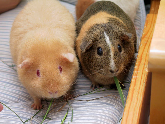 Guinea pig comp. In Western societies, the domestic guinea pig has enjoyed widespread popularity as a household pet since its introduction by European traders i