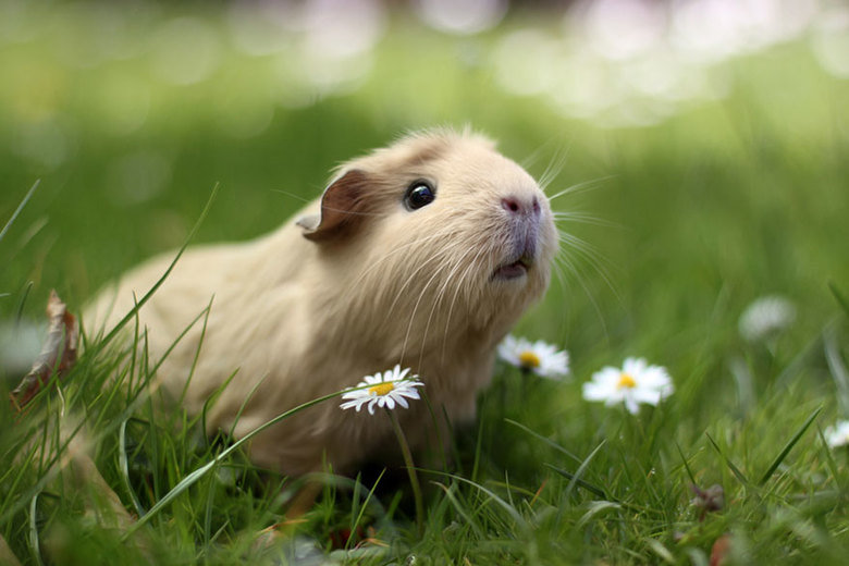 Guinea pig comp. In Western societies, the domestic guinea pig has enjoyed widespread popularity as a household pet since its introduction by European traders i