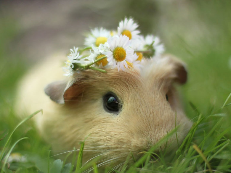 Guinea pig comp. In Western societies, the domestic guinea pig has enjoyed widespread popularity as a household pet since its introduction by European traders i