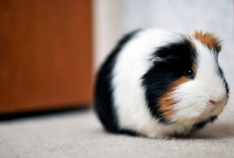 Guinea pig comp. In Western societies, the domestic guinea pig has enjoyed widespread popularity as a household pet since its introduction by European traders i