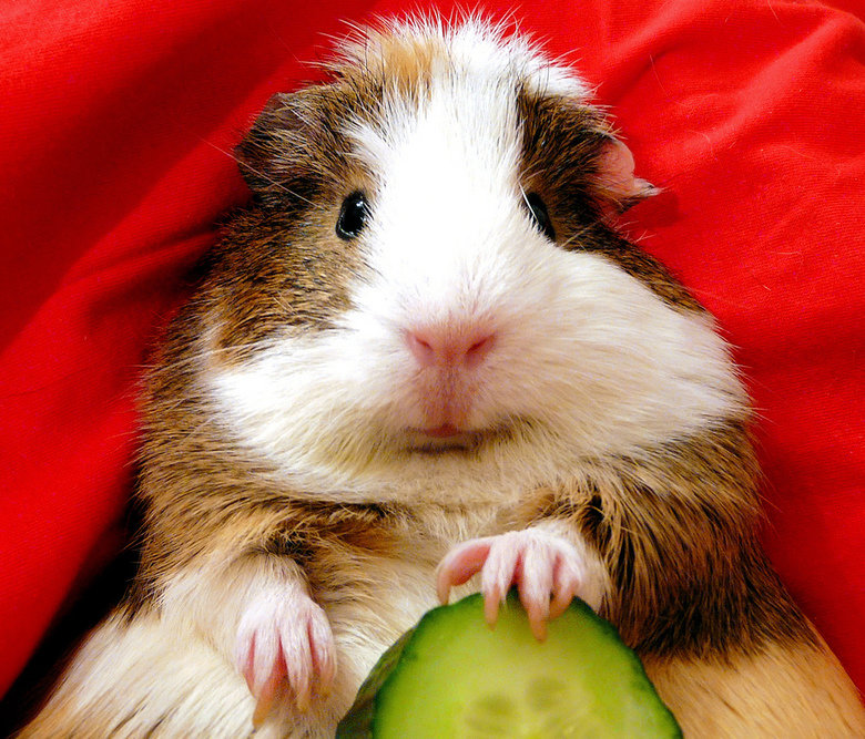 Guinea pig comp. In Western societies, the domestic guinea pig has enjoyed widespread popularity as a household pet since its introduction by European traders i