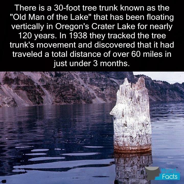 Kewl facts MEGAcomp. Subscribe for moar. King Harald of Norway vowed to remain unmarried for life unless he could marry his true love, the daughter of a cloth m