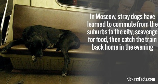 Kickass Facts Part 22. content.time.com/time/magazine/article/0,9171,501020701-265480,00.html www.latimes.com/news/wpix-man-nearly-explodes-after-compressed-air