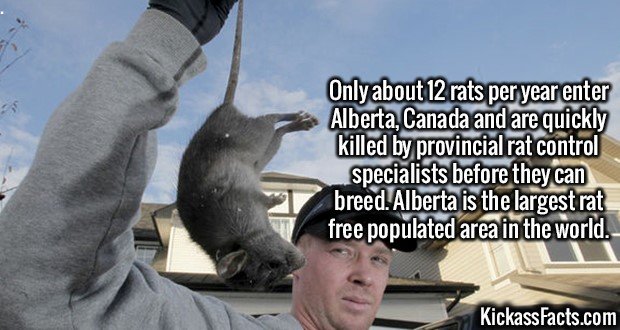 Kickass Facts Part 20: Ultra Long. Sorry for the huge wait, have a job and Fallout 4 now. Extra extra long post as apology. Happy Thanksgiving, post what you ar