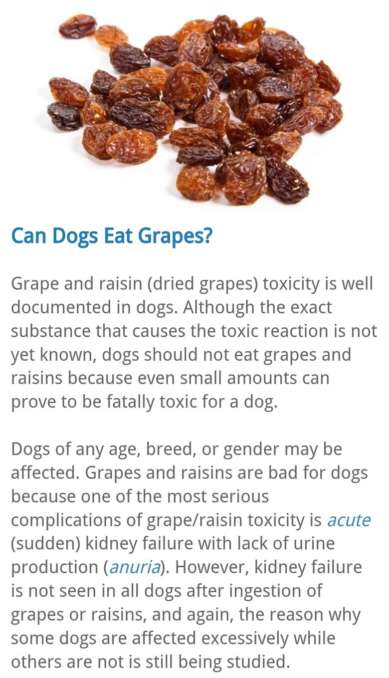 Killer Raisins. .. .