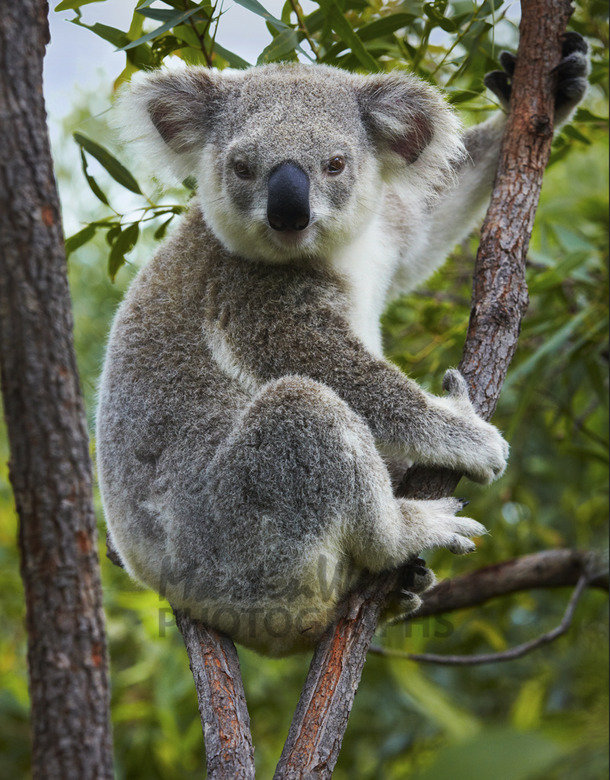 Koala comp. .
