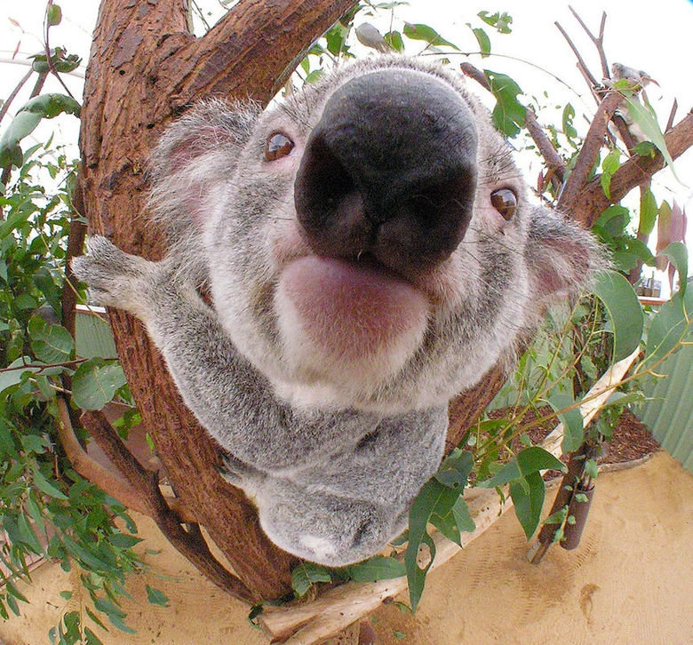 Koala comp. .
