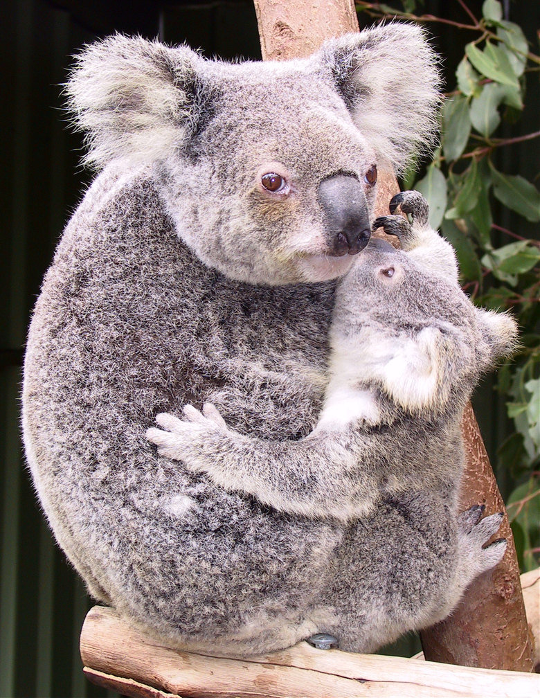 Koala comp. .