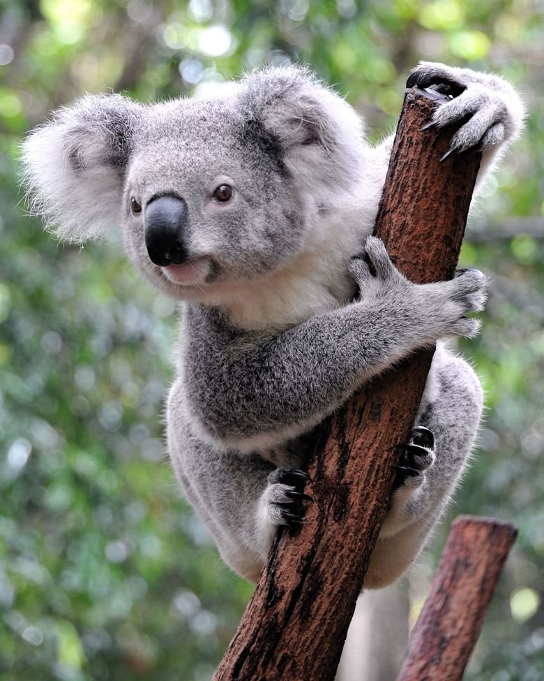 Koala comp. .