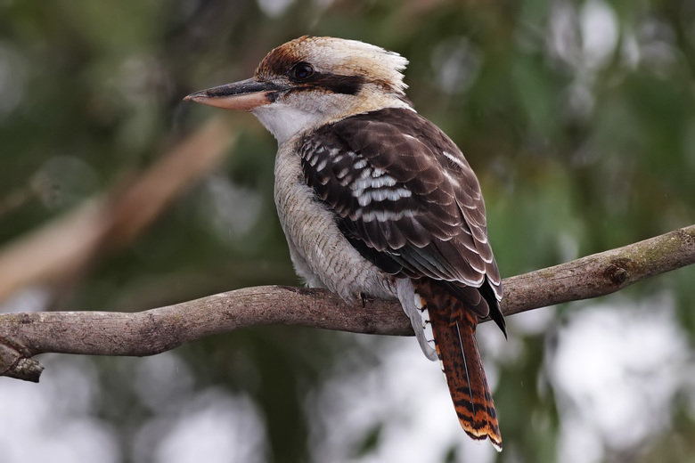 Kookaburra comp. At twilight, kookaburras make loud, long calls that sound like laughter to let all know the boundaries of their territory. The largest of the k